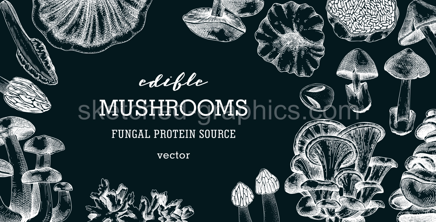 Edible mushrooms vector background. Vintage autumn forest plant frame on chalkboard. Fall banner design with hand drawn fungi sketches. Healthy food, fungal protein vector illustration for print  Illustration